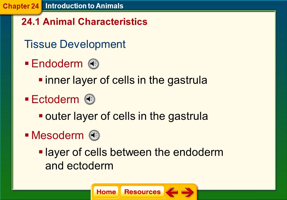 Introduction to Animals 24.1 Animal Characteristics Chapter 24 Cell Differentiation in Animal Development