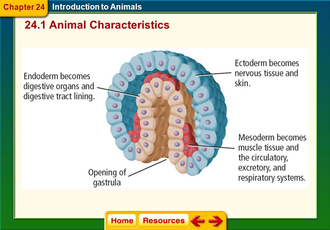 Introduction to Animals Tissue Development  Endoderm  inner layer of cells in the gastrula  Ectoderm  outer layer of cells in the gastrula  Mesoderm  layer of cells between the endoderm and ectoderm 24.1 Animal Characteristics Chapter 24