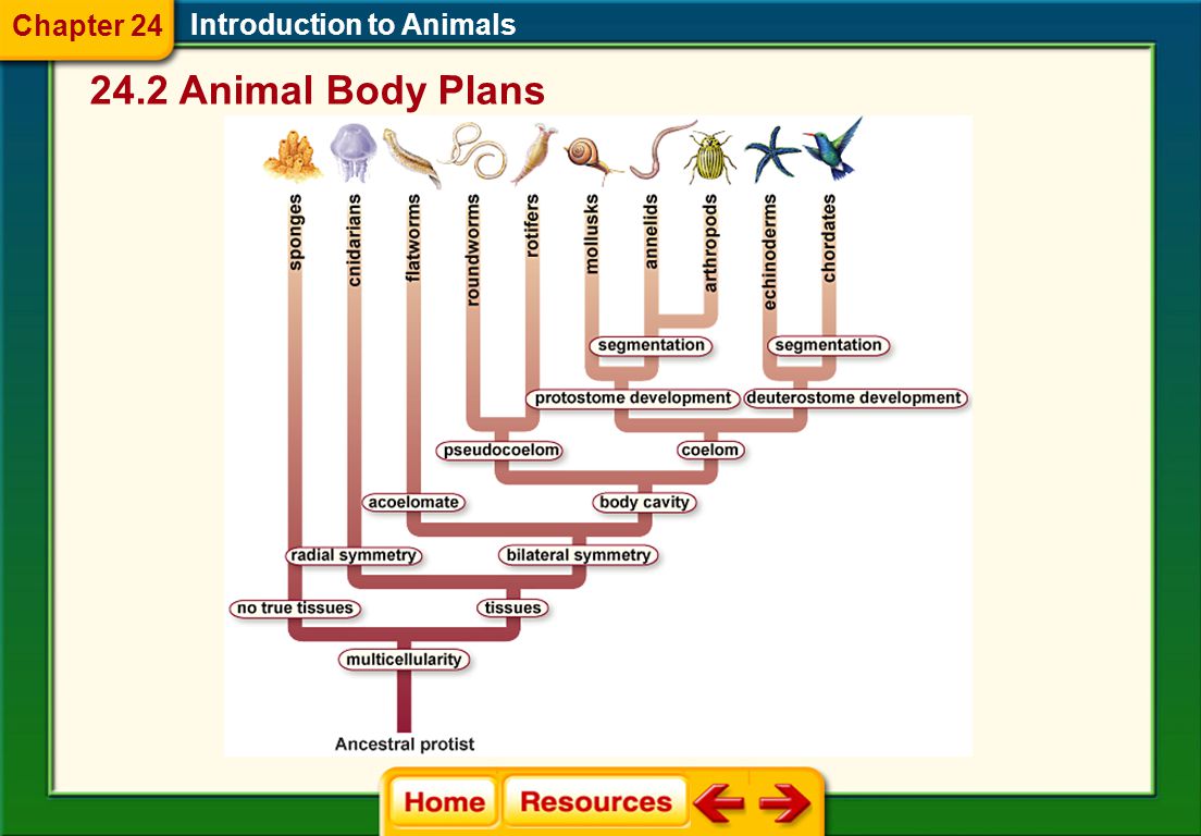 24.2 Animal Body Plans Introduction to Animals Evolution of Animal Body Plans  Anatomical features in animals’ body plans mark the branching points on the evolutionary tree.