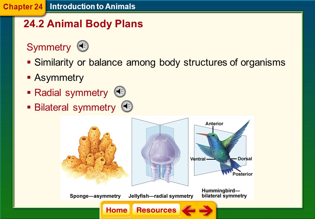 Introduction to Animals 24.2 Animal Body Plans Chapter 24