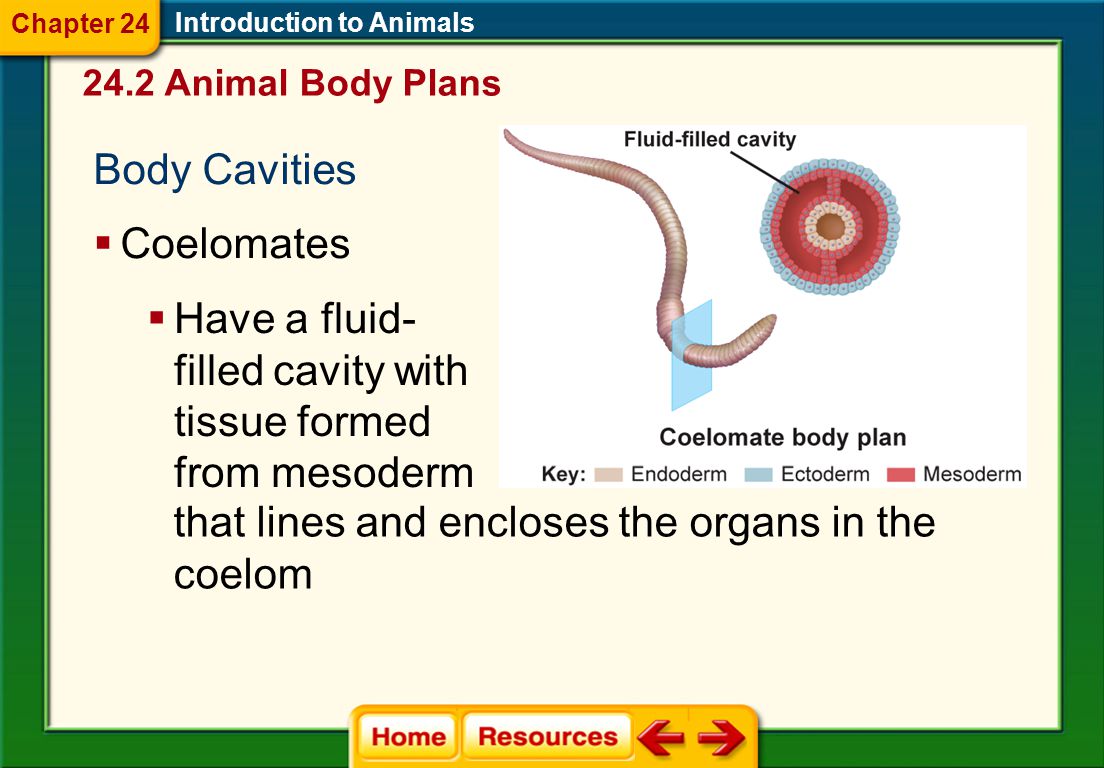 Introduction to Animals Cephalization  The tendency to concentrate nervous tissue and sensory organs at the anterior end of the animal 24.2 Animal Body Plans Chapter 24