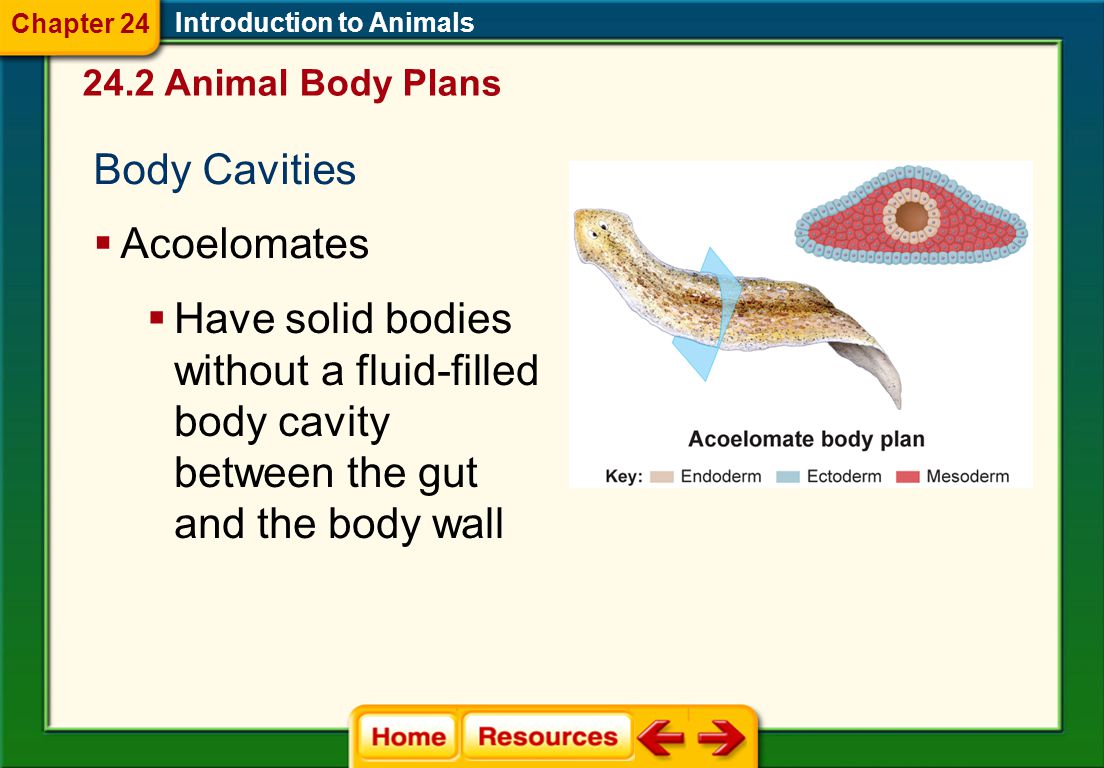 Introduction to Animals Body Cavities  Pseudocoelomates  Have a fluid-filled body cavity that develops between the mesoderm and the endoderm rather than developing entirely within the mesoderm 24.2 Animal Body Plans Chapter 24