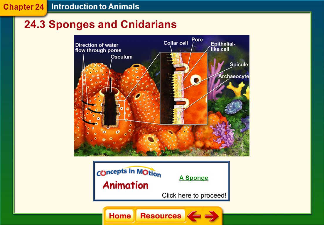 24.3 Sponges and Cnidarians Introduction to Animals Sponges  Sponges do not develop tissues.