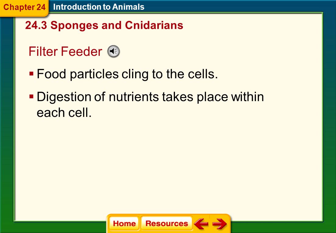 Introduction to Animals 24.3 Sponges and Cnidarians Chapter 24 A Sponge