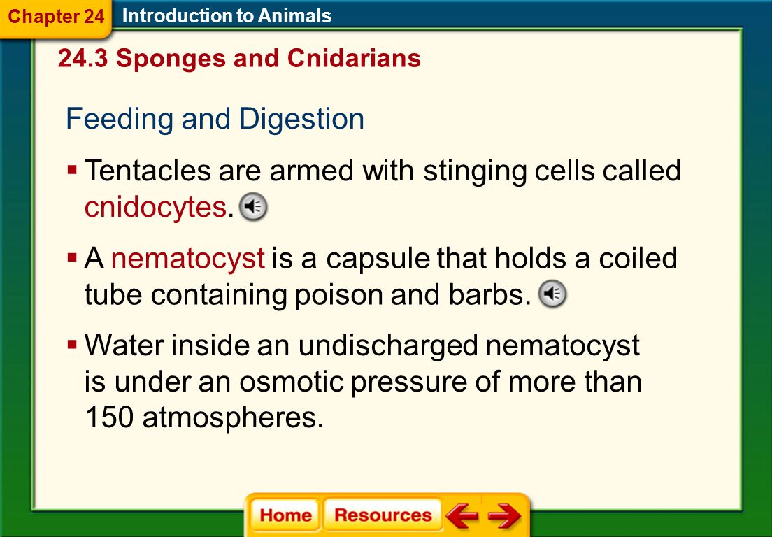 Introduction to Animals Cnidarians  Have one body opening and two layers of cells  Outer layer functions in protecting the internal body  Inner layer functions mainly in digestion 24.3 Sponges and Cnidarians Chapter 24