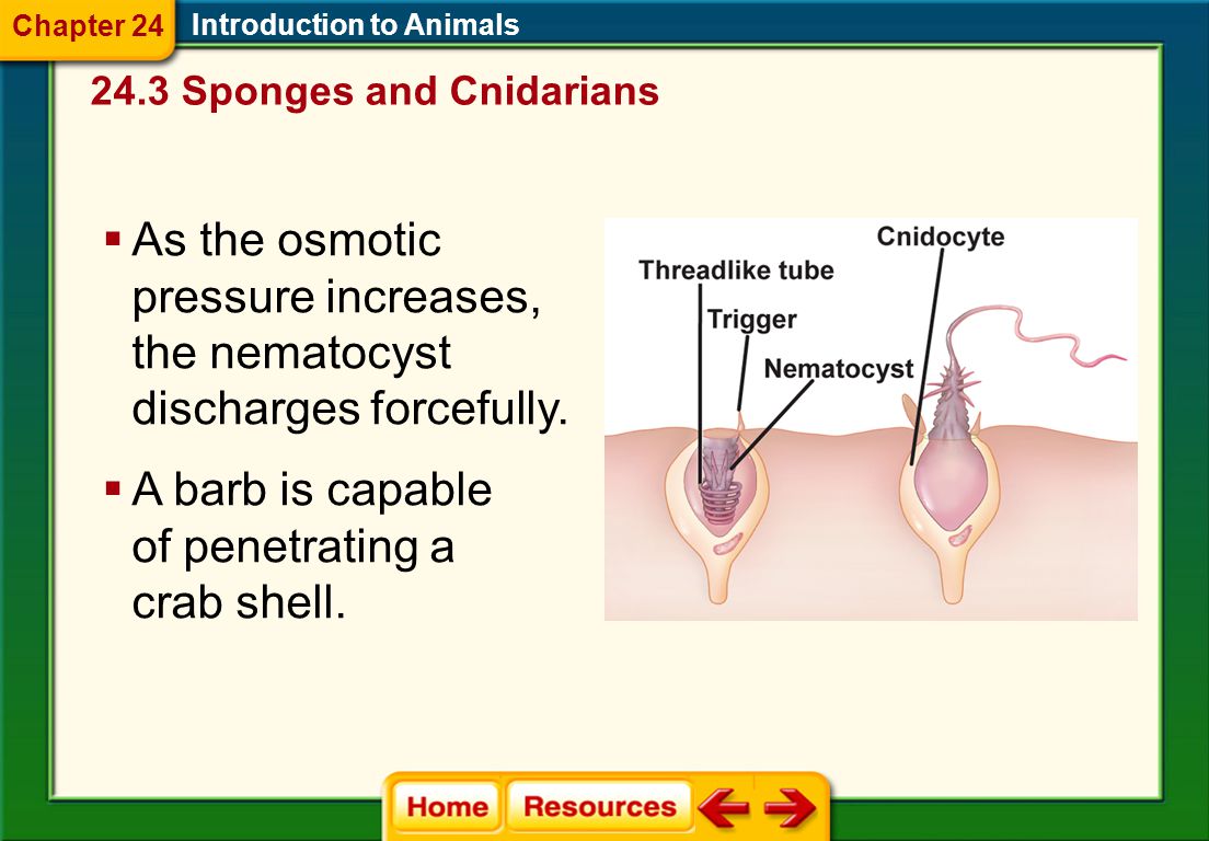 Introduction to Animals Feeding and Digestion  Tentacles are armed with stinging cells called cnidocytes.