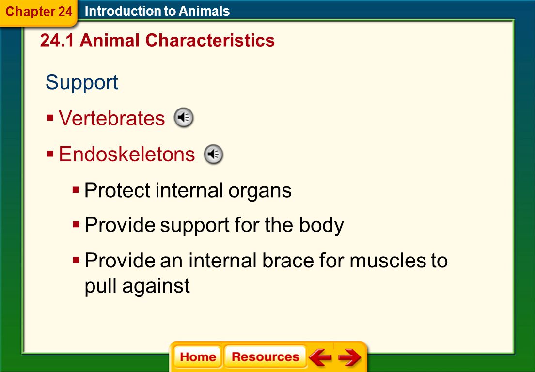 Support Introduction to Animals  Invertebrates  Exoskeletons  Hard or tough outer coverings that provide a framework of support  Protect soft body tissues  Provide protection from predators 24.1 Animal Characteristics Chapter 24