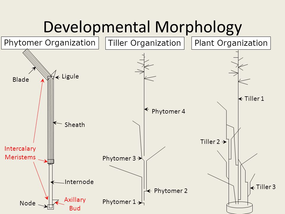 How Plants Grow Kothmann Texas A&M University. - ppt