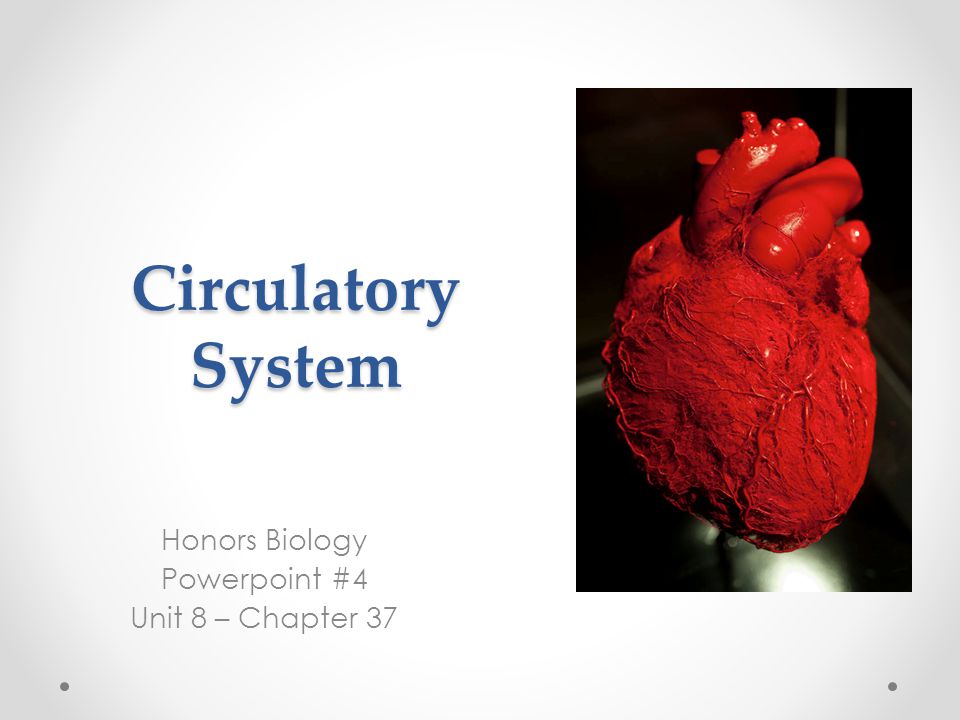 Circulatory System Honors Biology Powerpoint #4 Unit 8 – Chapter 37