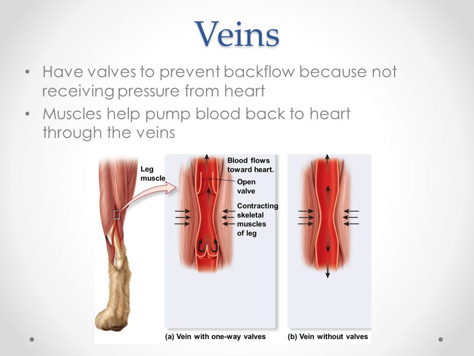 Veins Have valves to prevent backflow because not receiving pressure from heart Muscles help pump blood back to heart through the veins