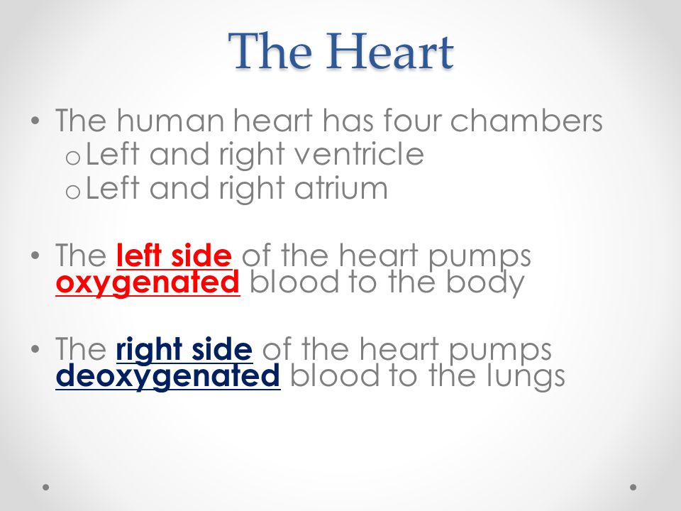 The Heart The human heart has four chambers o Left and right ventricle o Left and right atrium The left side of the heart pumps oxygenated blood to the body The right side of the heart pumps deoxygenated blood to the lungs