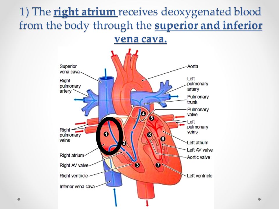 1) The right atrium receives deoxygenated blood from the body through the superior and inferior vena cava.