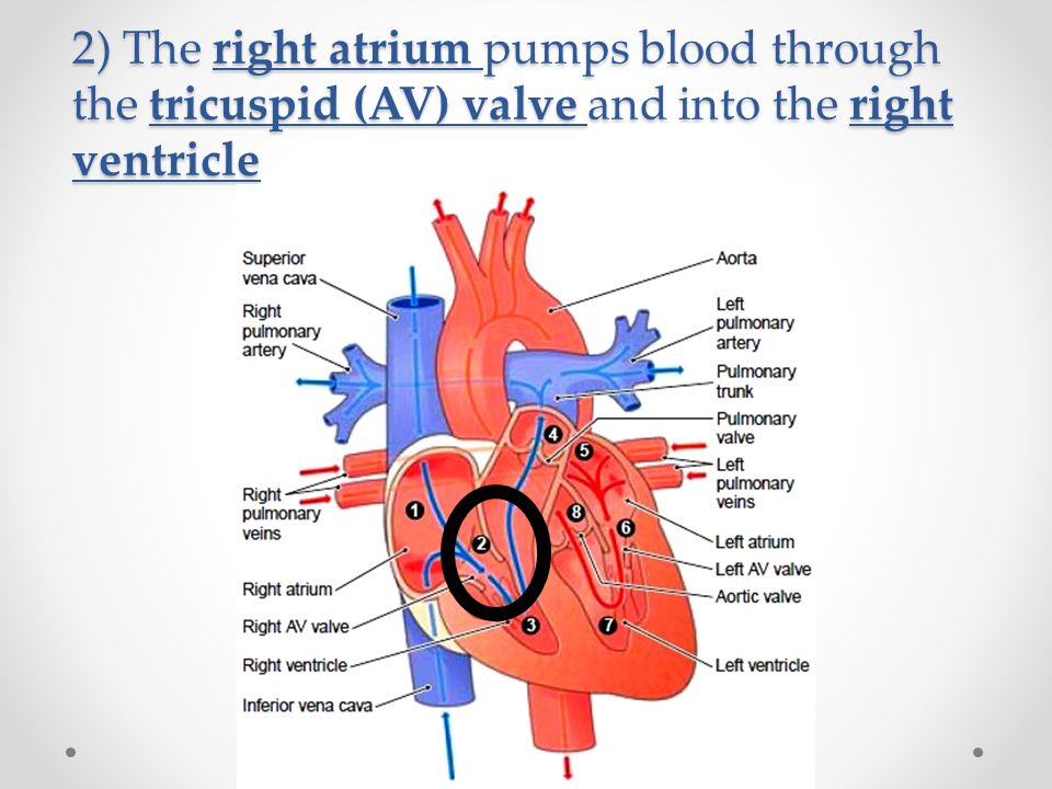 2) The right atrium pumps blood through the tricuspid (AV) valve and into the right ventricle