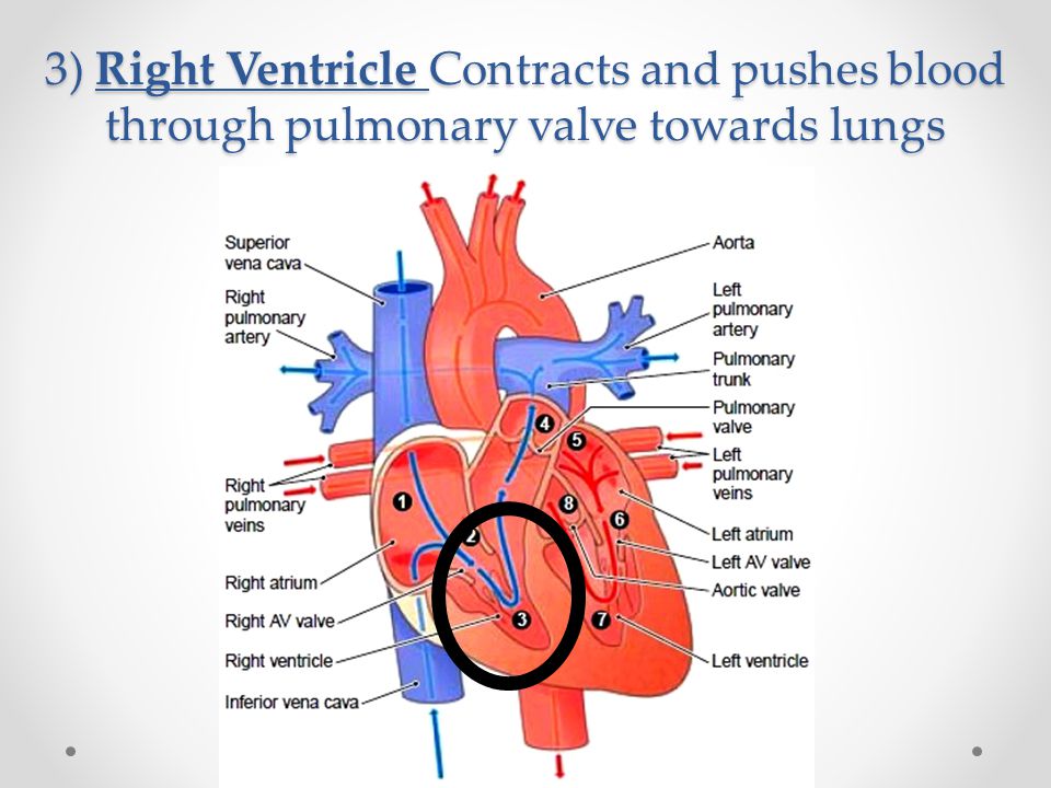 3) Right Ventricle Contracts and pushes blood through pulmonary valve towards lungs