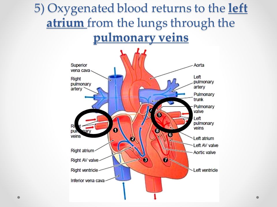 5) Oxygenated blood returns to the left atrium from the lungs through the pulmonary veins