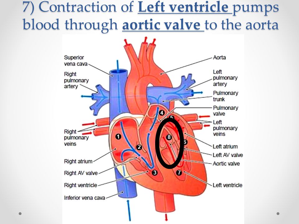 7) Contraction of Left ventricle pumps blood through aortic valve to the aorta