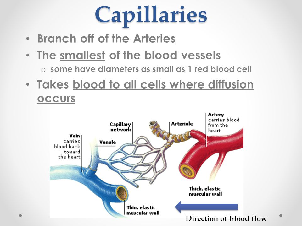 Capillaries Branch off of the Arteries The smallest of the blood vessels o some have diameters as small as 1 red blood cell Takes blood to all cells where diffusion occurs Direction of blood flow