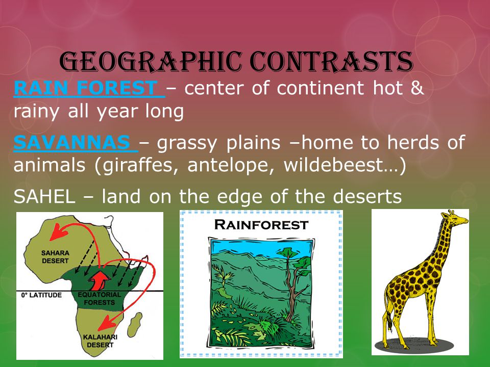 GEOGRAPHIC CONTRASTS RAIN FOREST – center of continent hot & rainy all year long SAVANNAS – grassy plains –home to herds of animals (giraffes, antelope, wildebeest…) SAHEL – land on the edge of the deserts