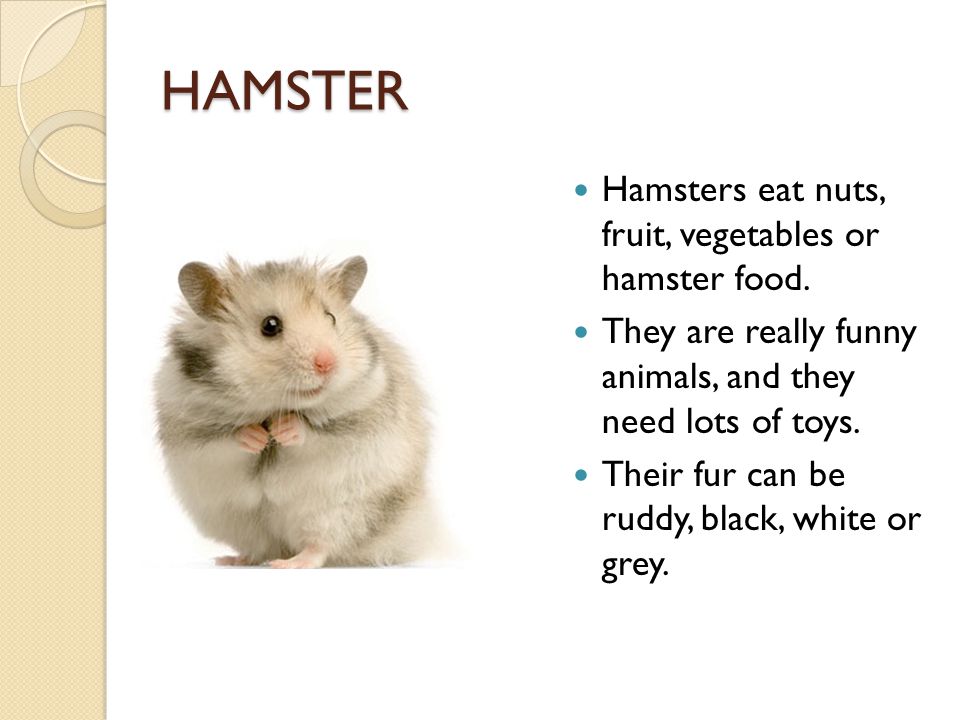 HAMSTER Hamsters eat nuts, fruit, vegetables or hamster food.