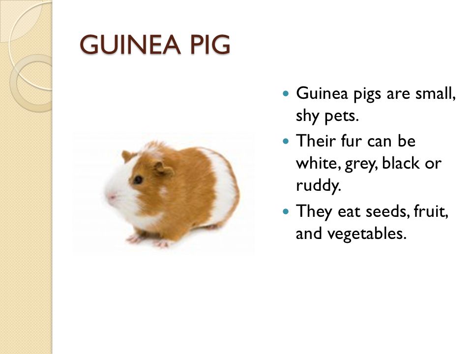 GUINEA PIG Guinea pigs are small, shy pets. Their fur can be white, grey, black or ruddy.