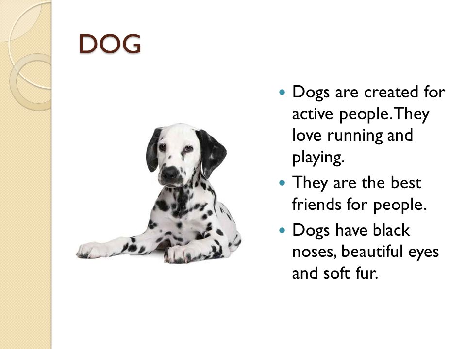 DOG Dogs are created for active people. They love running and playing.