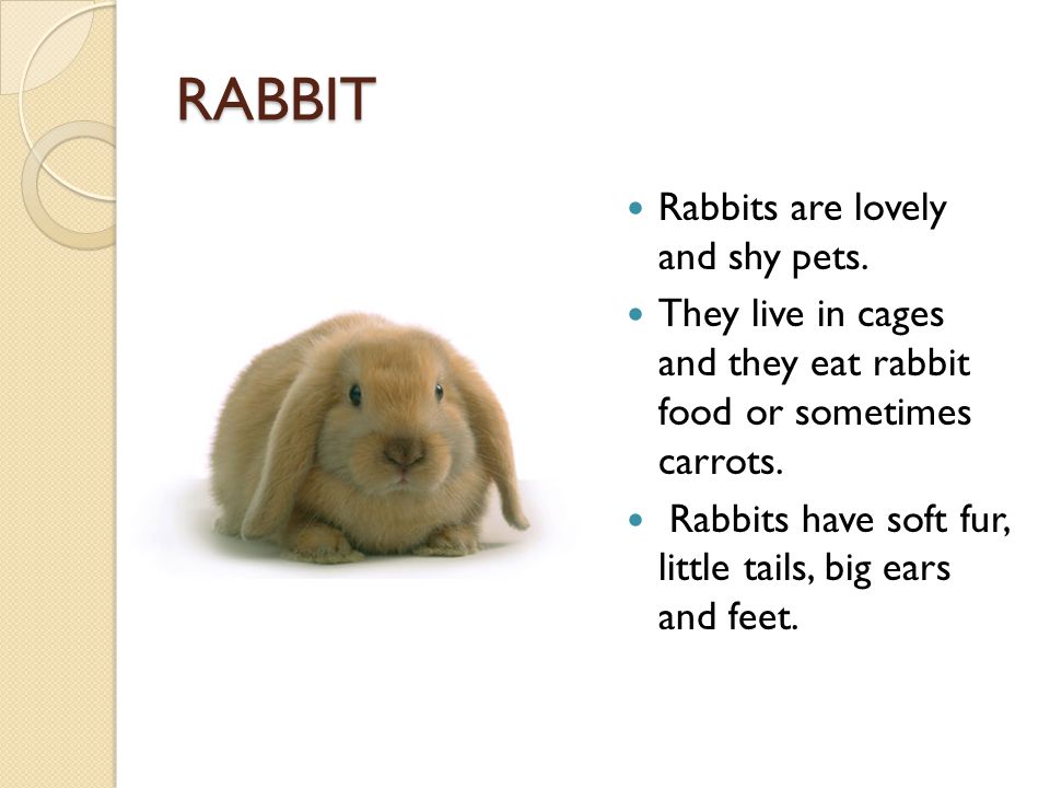 RABBIT Rabbits are lovely and shy pets.
