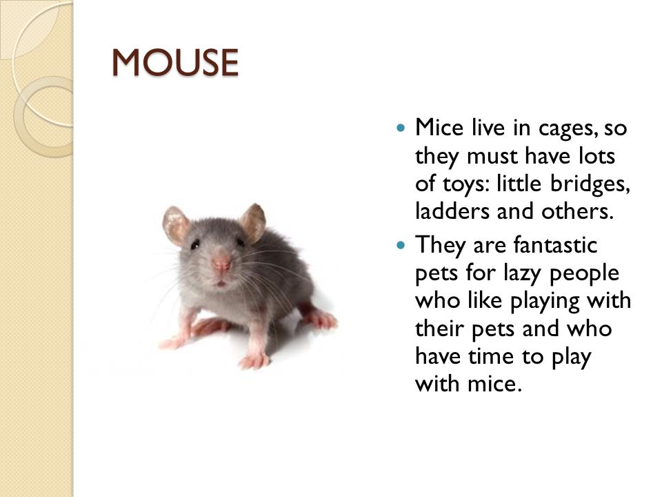 MOUSE Mice live in cages, so they must have lots of toys: little bridges, ladders and others.