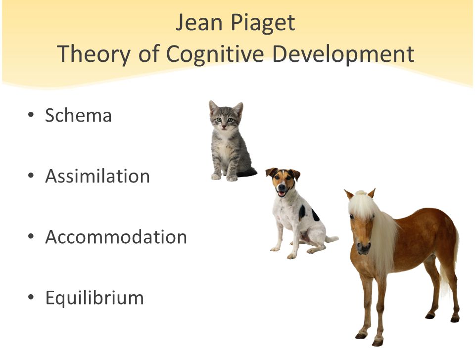 Jean Piaget Theory of Cognitive Development Schema Assimilation Accommodation Equilibrium