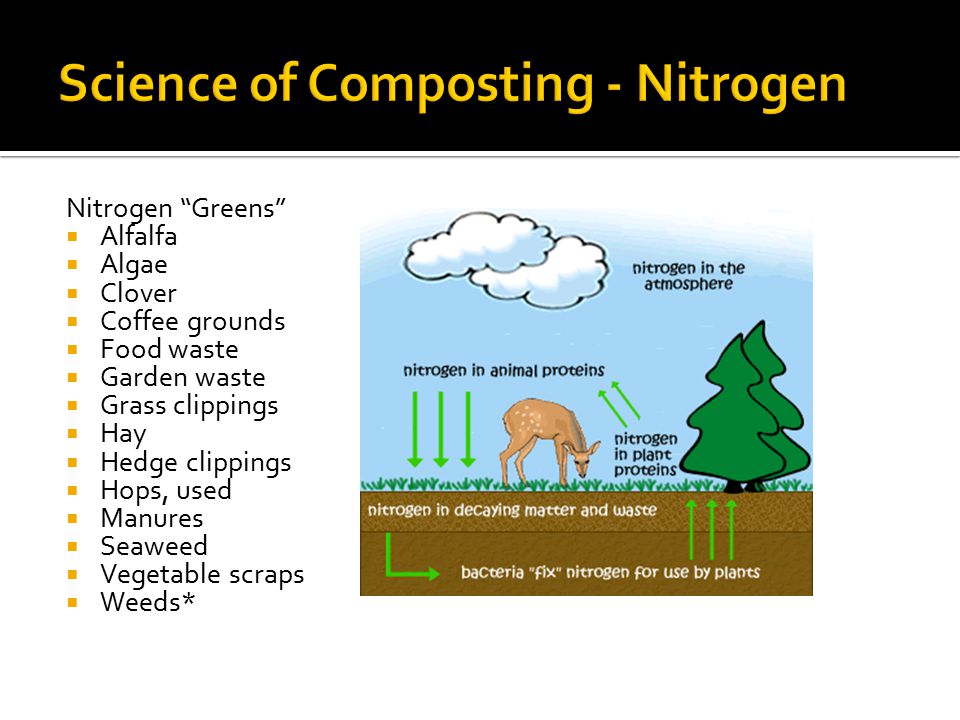 Nitrogen Greens  Alfalfa  Algae  Clover  Coffee grounds  Food waste  Garden waste  Grass clippings  Hay  Hedge clippings  Hops, used  Manures  Seaweed  Vegetable scraps  Weeds*