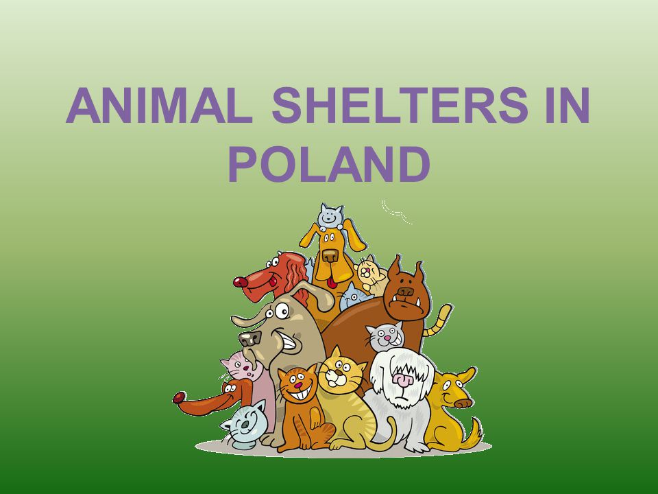 ANIMAL SHELTERS IN POLAND