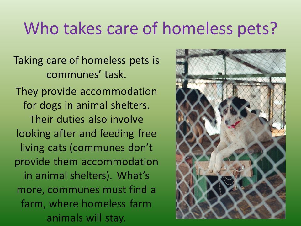 Who takes care of homeless pets. Taking care of homeless pets is communes’ task.