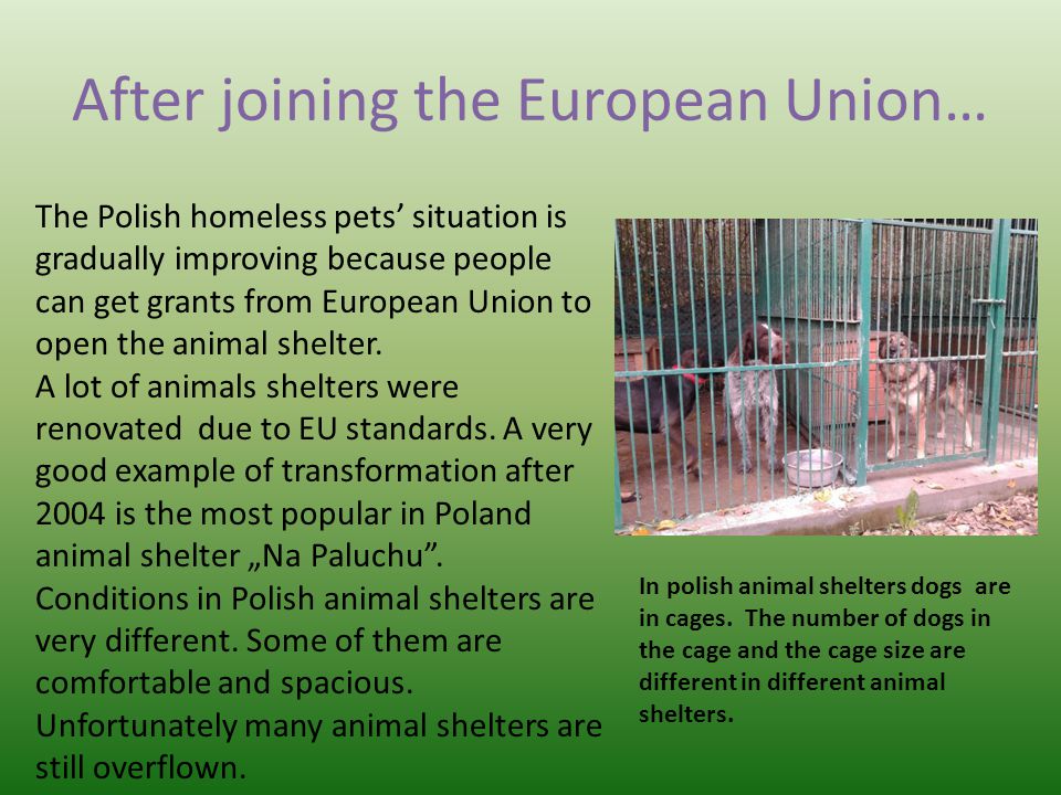 After joining the European Union… The Polish homeless pets’ situation is gradually improving because people can get grants from European Union to open the animal shelter.