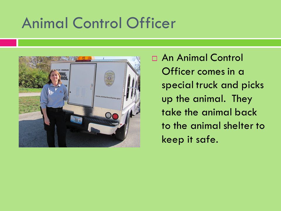 Animal Control Officer  An Animal Control Officer comes in a special truck and picks up the animal.