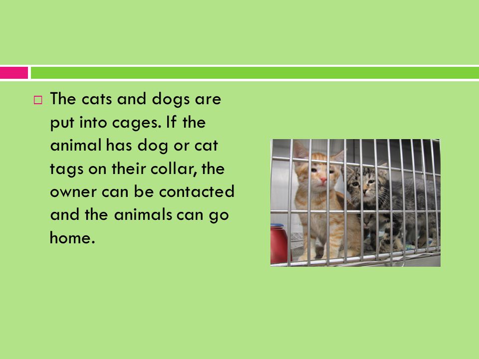  The cats and dogs are put into cages.