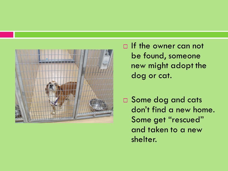  If the owner can not be found, someone new might adopt the dog or cat.