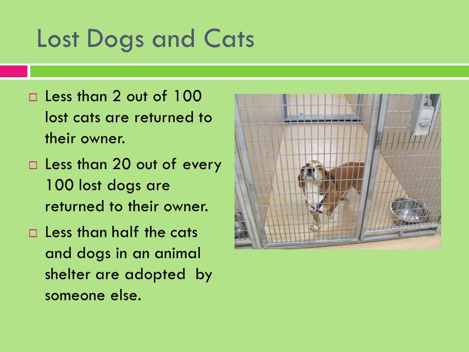 Lost Dogs and Cats  Less than 2 out of 100 lost cats are returned to their owner.