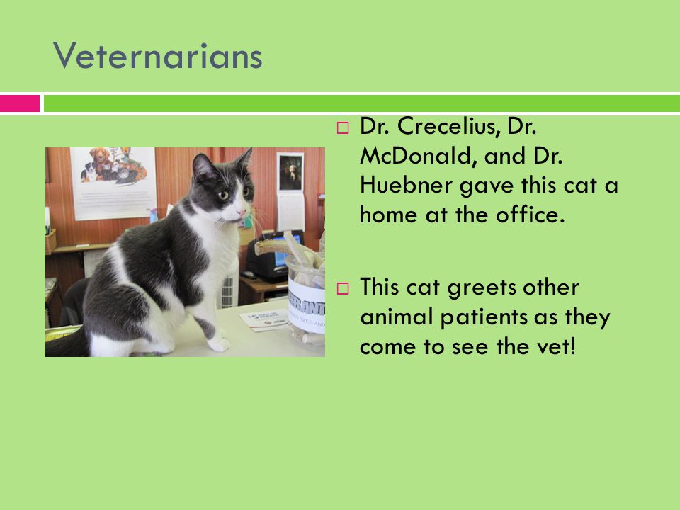 Veternarians  Dr. Crecelius, Dr. McDonald, and Dr.