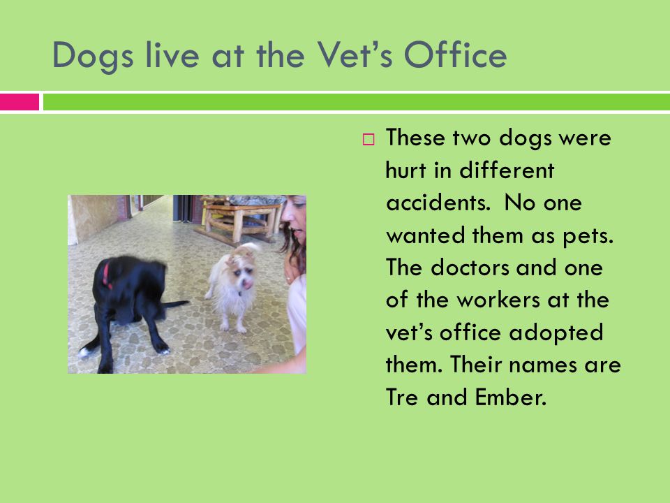 Dogs live at the Vet’s Office  These two dogs were hurt in different accidents.