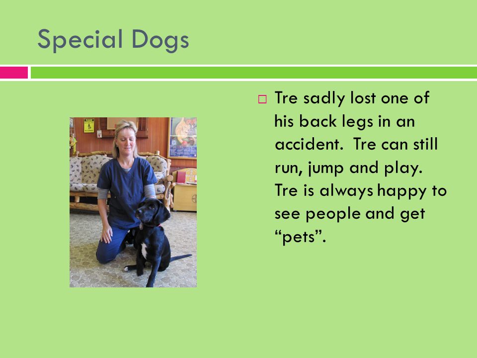 Special Dogs  Tre sadly lost one of his back legs in an accident.