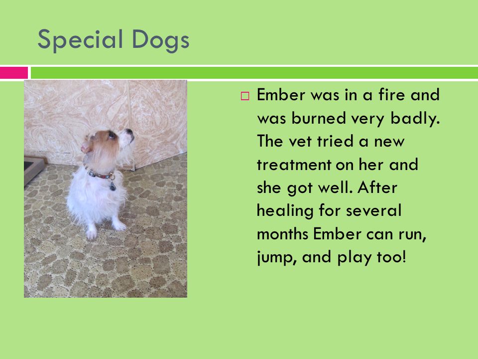 Special Dogs  Ember was in a fire and was burned very badly.