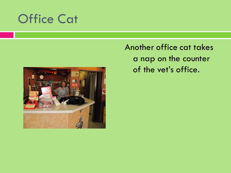 Office Cat Another office cat takes a nap on the counter of the vet’s office.
