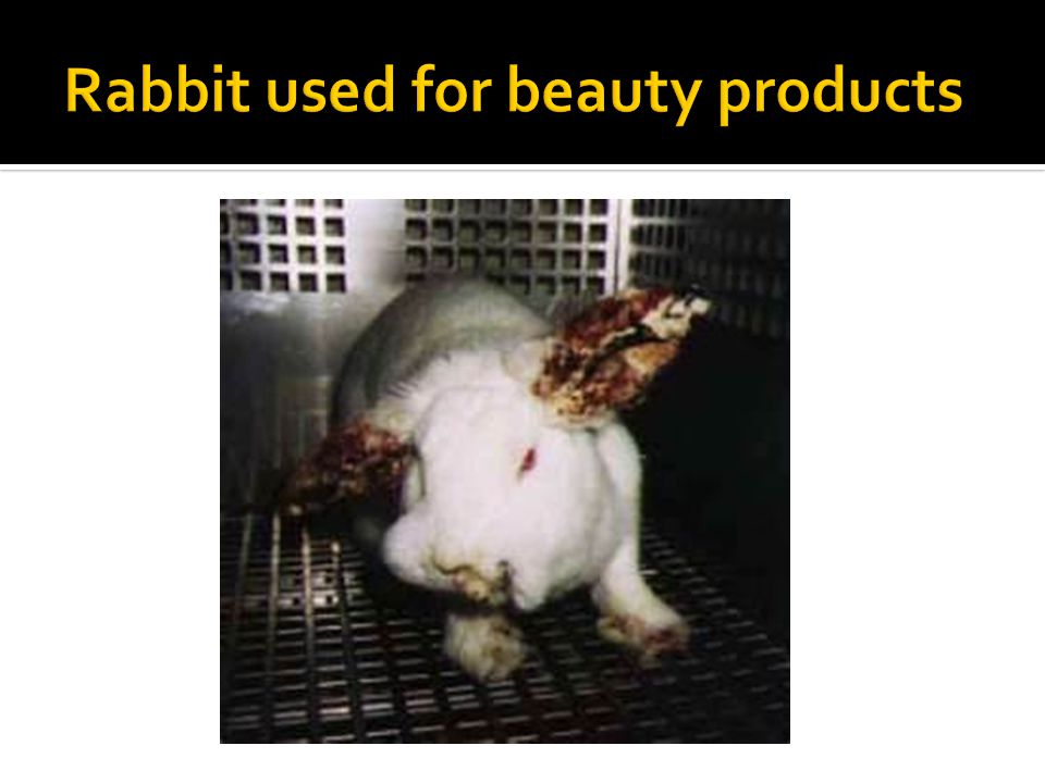 Presentation on.  What is animal testing exactly?  The Pro's and Con's of animal  testing  Facts about the animals who end up in laboratories  The. - ppt  download