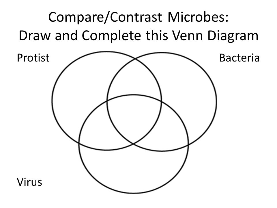 7c45 World Of Microbes Kingdoms Scientists Classify Living Organisms Into 6 Main Groups Called Kingdoms These Include Animals Plants Fungi Ppt Download
