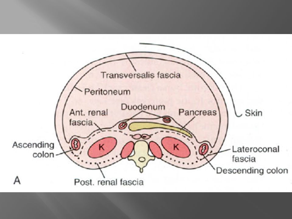 Peritoneum and Mesentery - ppt video online download