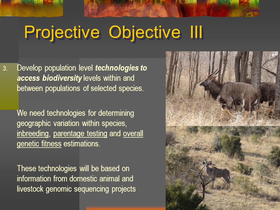 Projective Objective III 3.