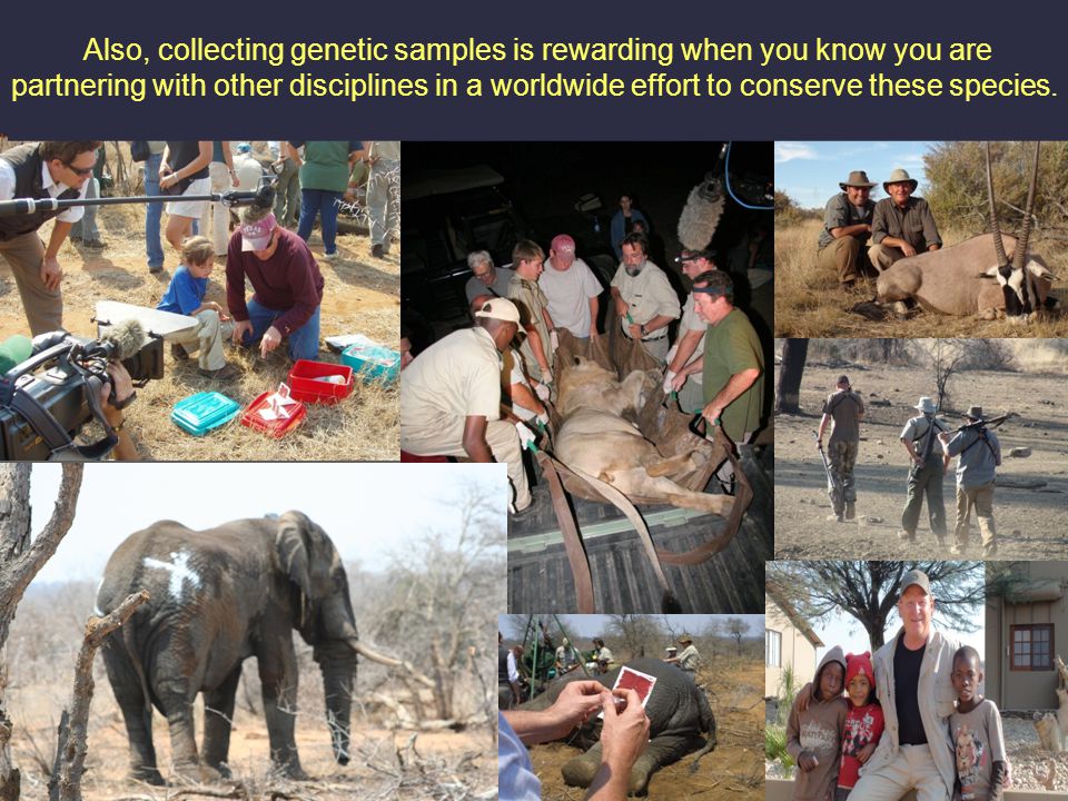 Also, collecting genetic samples is rewarding when you know you are partnering with other disciplines in a worldwide effort to conserve these species.