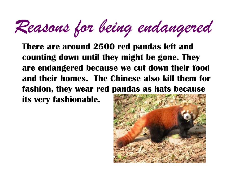 Red Pandas By Beth Allwright Why Are Red Pandas Endangered Ppt Download