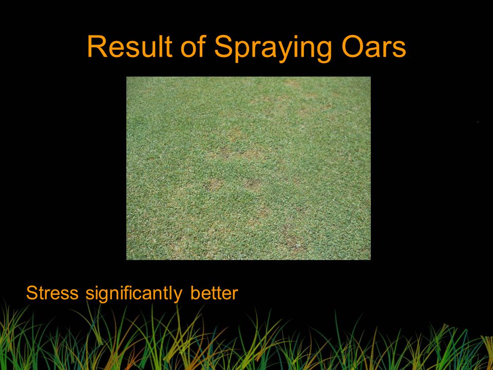 Result of Spraying Oars Stress significantly better