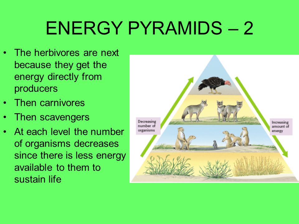 Energy pyramids Model that shows HOW MUCH energy is at each level of the ecosystem Producers are at the bottom showing that the number of organisms and the amount of energy are the greatest there