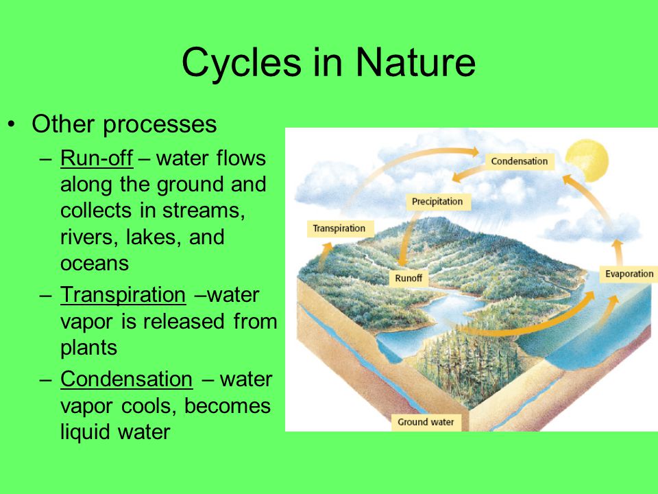 Cycles in Nature Water cycle –Precipitation – liquid water falls to earth in four forms rain, sleet, snow, hail –Evaporation – liquid water becomes water vapor –Ground water – liquid water seeps into the earth and is stored under the ground